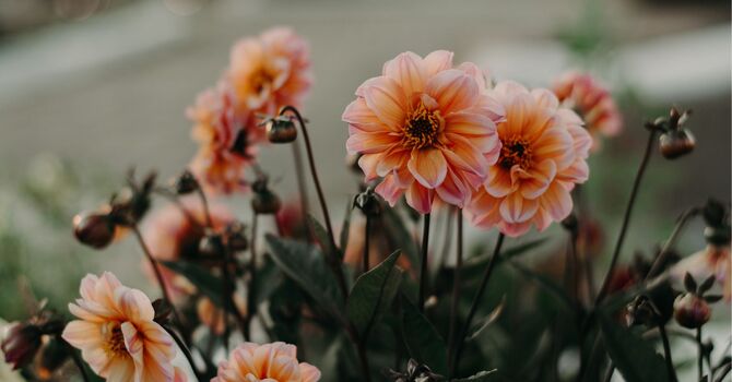 EverLife Social Adventure Camp